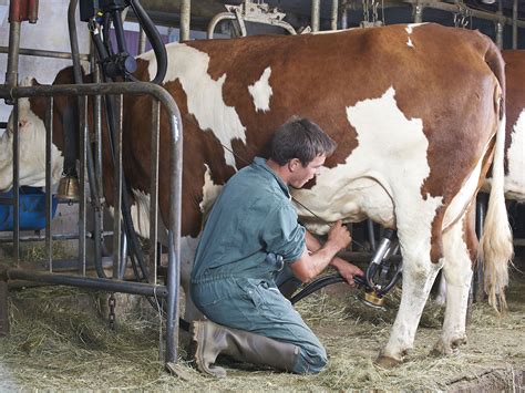 Illustration d'un joueur utilisant un seau pour traire une vache dans un enclos sécurisé