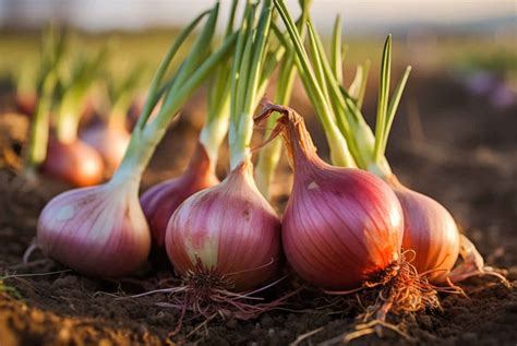 plantation bulbes ail oignon