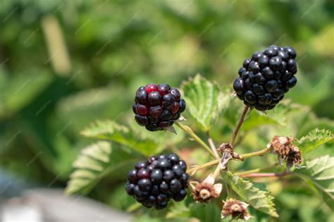 Plan rapproché de framboises mûres sur un buisson en automne