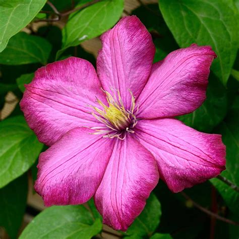 différentes variétés de fleurs de clématites