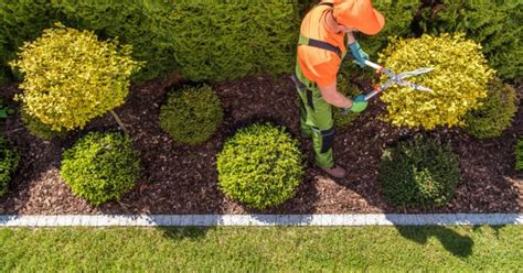Paysagiste taillant un arbuste avec précision
