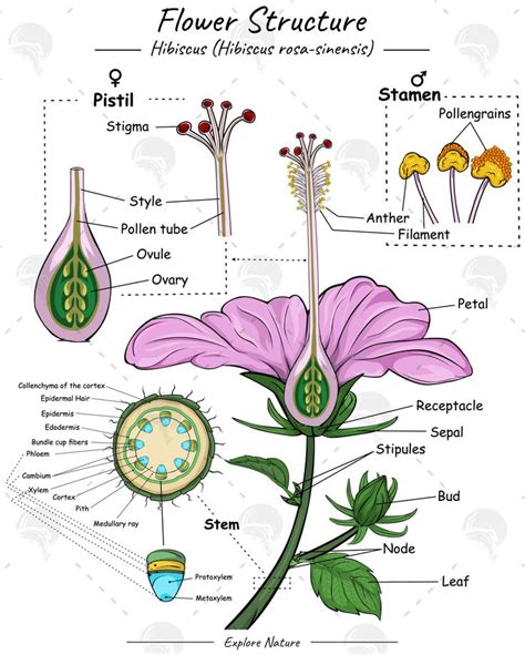 Illustration montrant la structure ramifiée d'un Hibiscus syriacus bien entretenu après une taille de formation