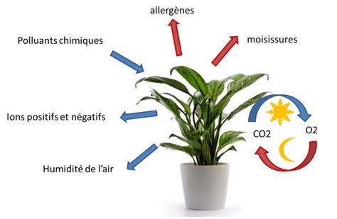 Plantes déshumidificatrices et qualité de l'air