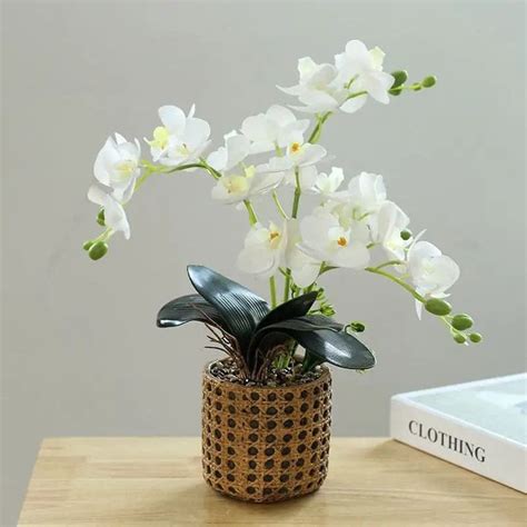 Orchidées et élégance intérieure