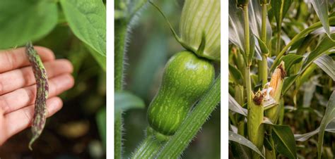 Exemple d'association de cultures : la Milpa (maïs, haricot, courge)