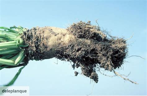 Illustration des symptômes de la rhizomanie sur la betterave