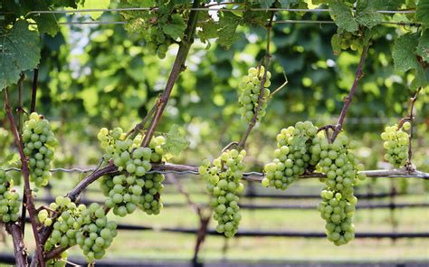 Vigne en pleine croissance avec des grappes de raisins