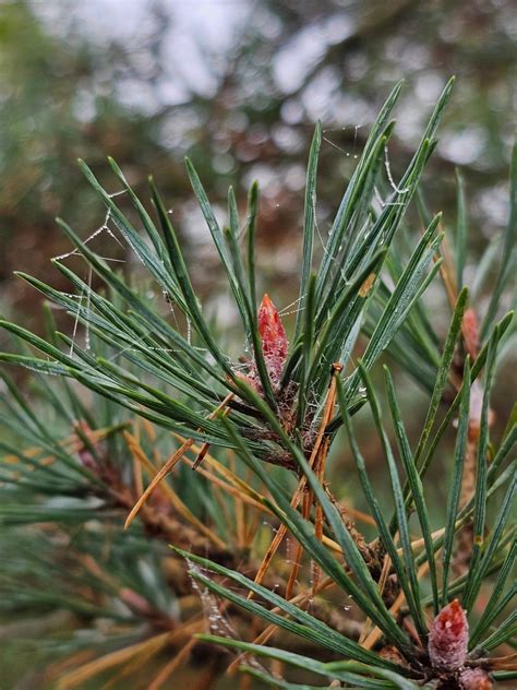 Schéma comparatif des aiguilles selon l'espèce : Pin Sylvestre, Pin Noir, Pin Mugo et Pin des Bouddhistes