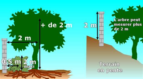 Représentation schématique des distances de plantation légales pour les arbres.