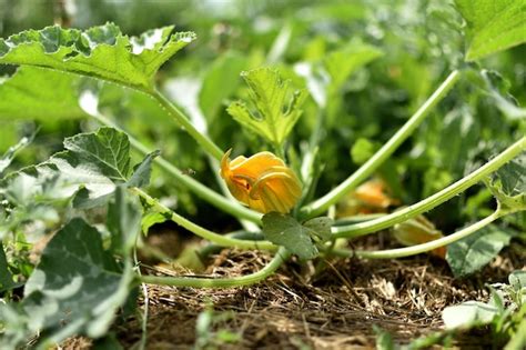 fleur de courgette dans son environnement naturel