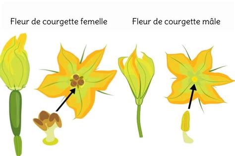 schéma explicatif pour distinguer les fleurs mâles et femelles