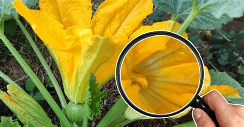 fleurs de courgette prêtes pour la congélation avec papier sulfurisé