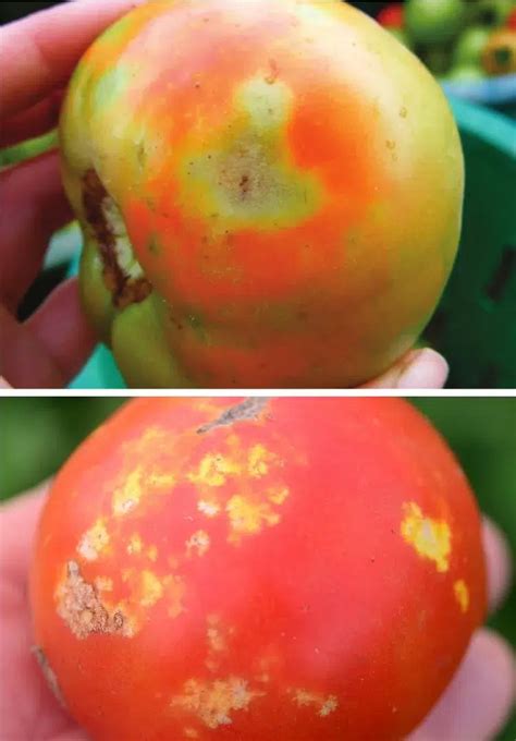 Photographie comparative des dégâts causés par les punaises sur les amandons