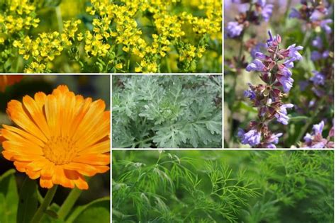 Exemple de plantes compagnes et d'insectes auxiliaires