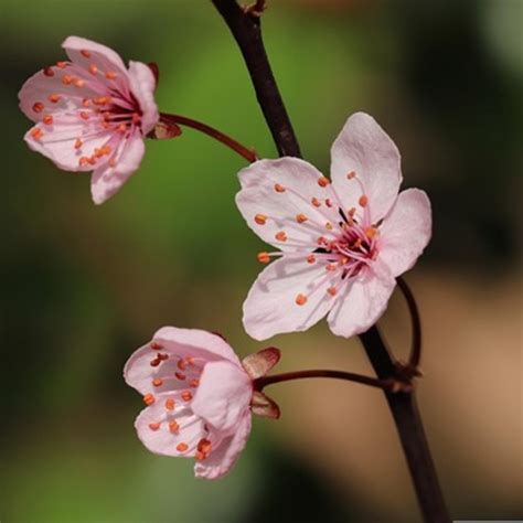 Infographie comparative montrant les différences morphologiques entre la fleur de prunier et la fleur de cerisier