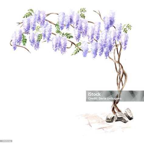 Illustration d'un bonsaï de glycine en fleurs