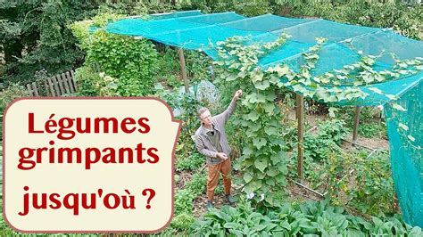 Schéma illustrant la croissance verticale d'un légume grimpant sur un treillis