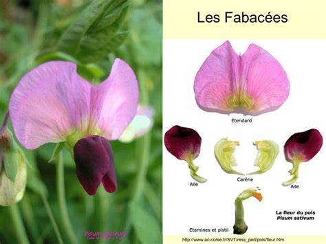 Botanique méditerranéenne mettant en avant des fleurs de la famille des Fabacées et des Violacées