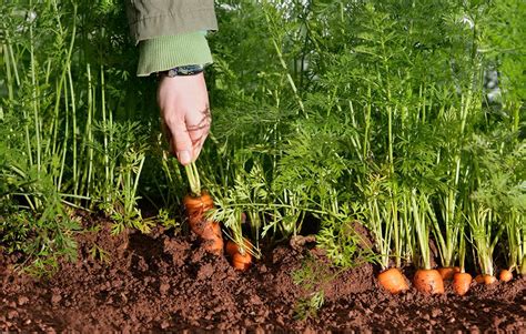 Planter des carottes pourpres dans un jardin potager