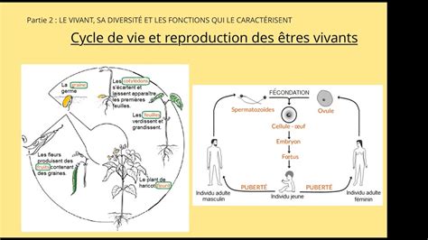 Schéma illustrant le cycle de vie des tordeuses de la grappe et les stades d'intervention biologique