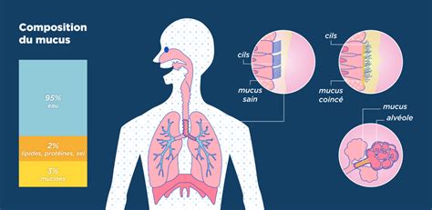 Schéma des voies respiratoires avec mucus