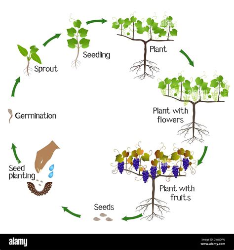 Schéma illustrant le cycle de croissance et de récolte des objets de cueillette dans un environnement naturel