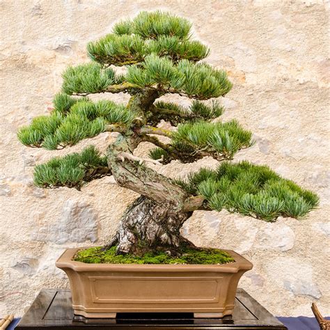 Illustration d'un bonsaï de Pinus parviflora structuré en paliers élégants