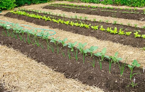 Illustration d'un potager avec paillage recouvrant les tuyaux de goutte à goutte pour une esthétique naturelle.