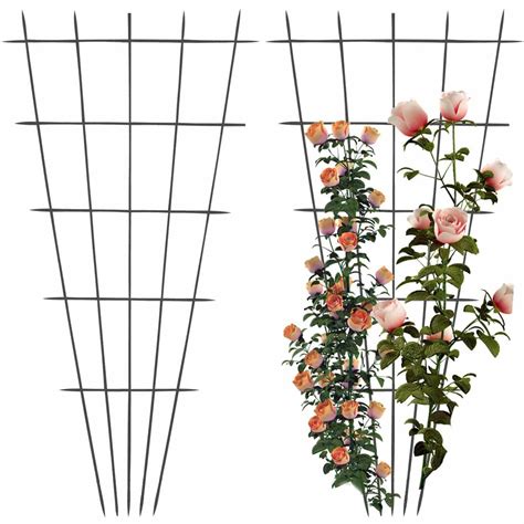 Rosier grimpant palissé sur un treillage