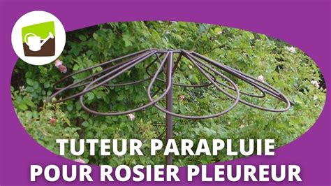 Tuteur parapluie pour rosier pleureur