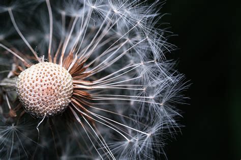 Photographie macro montrant les détails d'un tatouage de lierre avec des jeux d'ombres et de lumières sur la peau