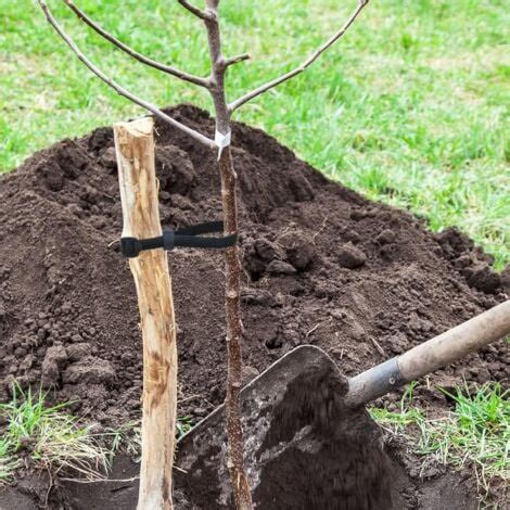 Jeune arbre fruitier avec écorce rongée