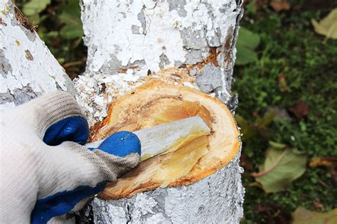 Application de mastic cicatrisant sur une blessure d'arbre