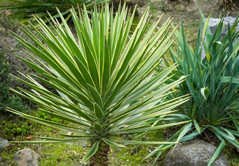 Différentes variétés de Yucca