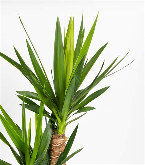 Yucca en pot d'intérieur, près d'une fenêtre