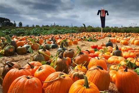 une famille dans un champ de citrouilles sous un ciel d'automne