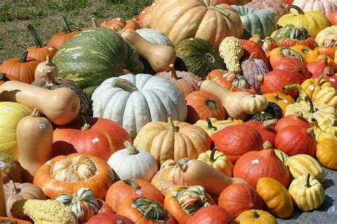 un étalage coloré de citrouilles et courges variées