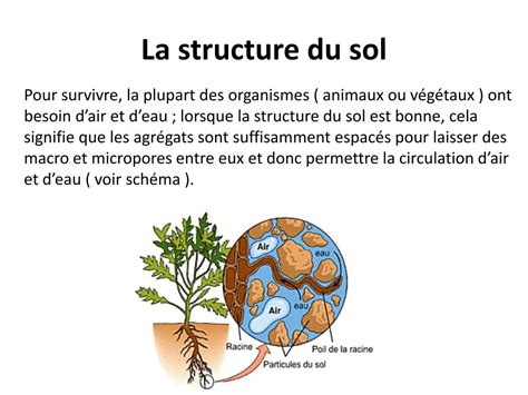 Structure idéale du sol pour le cannabis