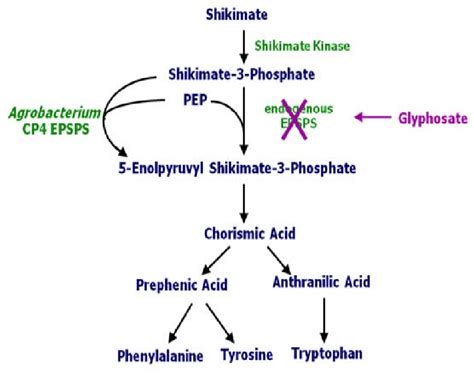 Schéma illustrant le mode d'action systémique du glyphosate sur les plantes
