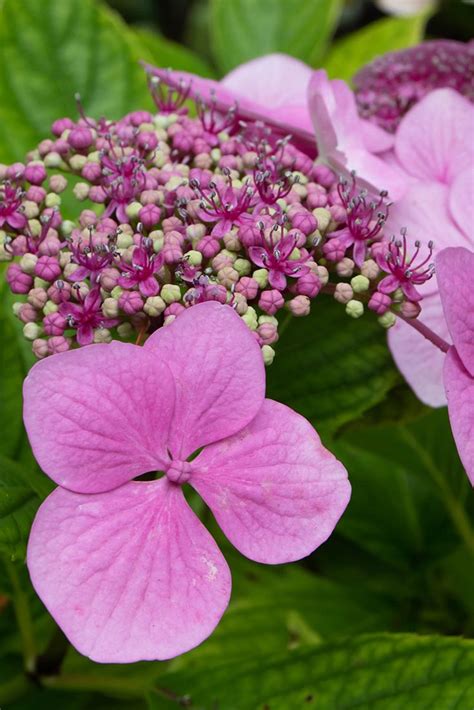 Macro photographie d'une inflorescence d'Hydrangea macrophylla