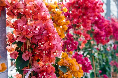 Bougainvillier abîmé par le gel