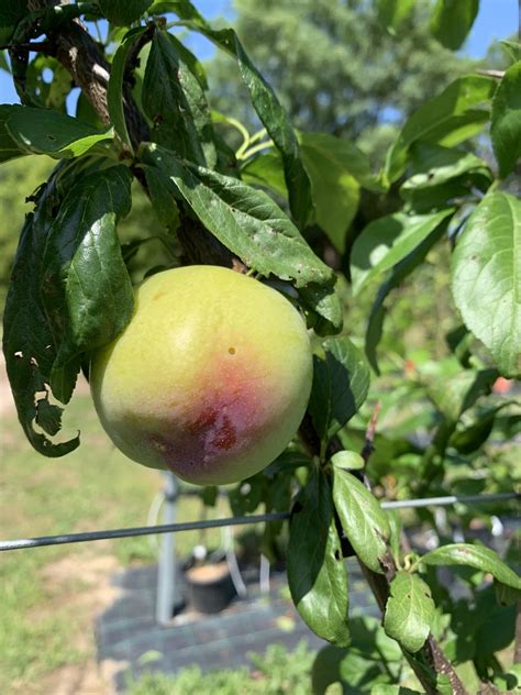 Arbustes fruitiers nécessitant un pollinisateur