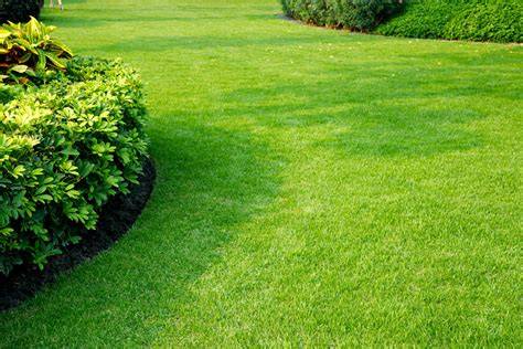 une pelouse verdoyante et bien entretenue dans un jardin résidentiel