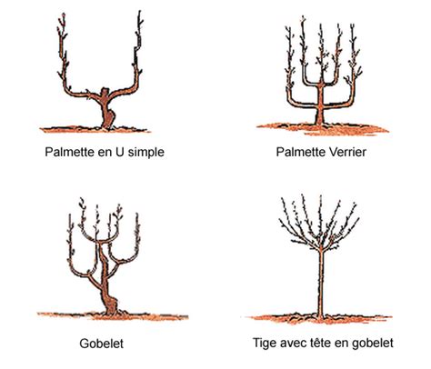 Exemples de formes d'arbres fruitiers : Gobelet et Palmette