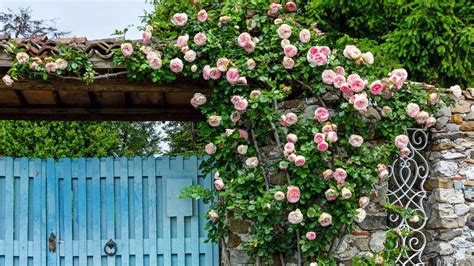 Un jardin luxuriant avec des rosiers grimpants en pleine floraison sur une tonnelle
