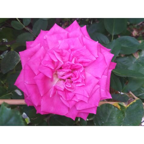 Vue rapprochée d'une fleur de rosier Lolita Lempicka