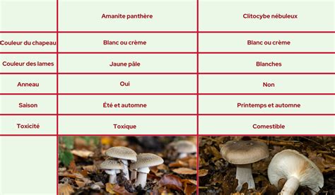 Schéma explicatif des différences entre un champignon comestible et son sosie toxique