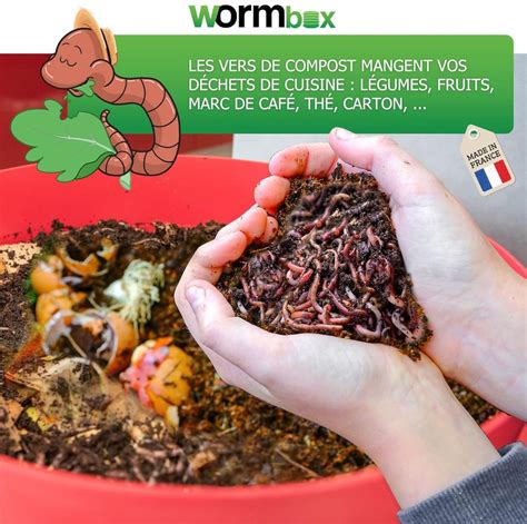 Vers de compost dans un lombricomposteur