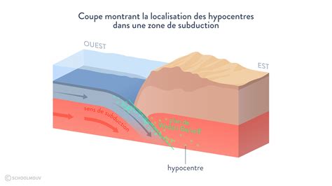 Schéma illustrant les zones de coupe sur une branche de Ficus