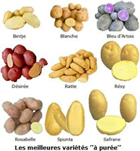 Tableau des différentes variétés de pommes de terre et leurs utilisations